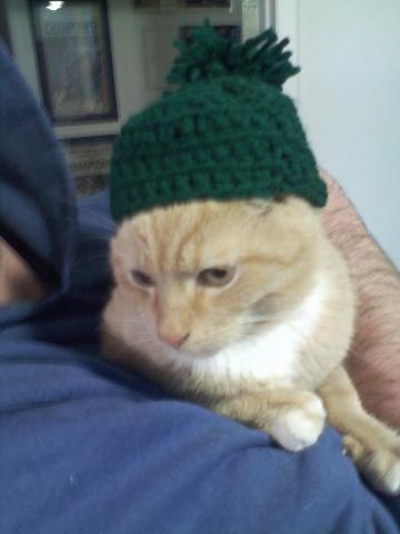 Ok, maybe for real now.  KITTEN IN A HAT!